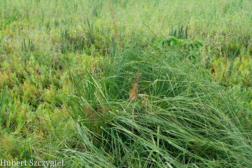 Cladium mariscus observed 2025-12-19