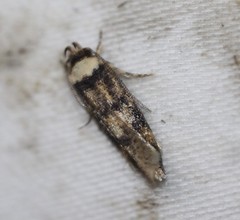 Sphyrelata nefanda