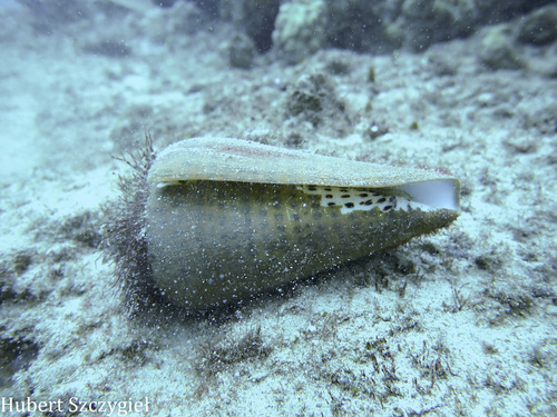 Conus leopardus observed 2025-12-21