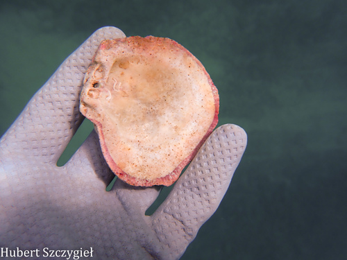 Spondylus observed 2025-12-21