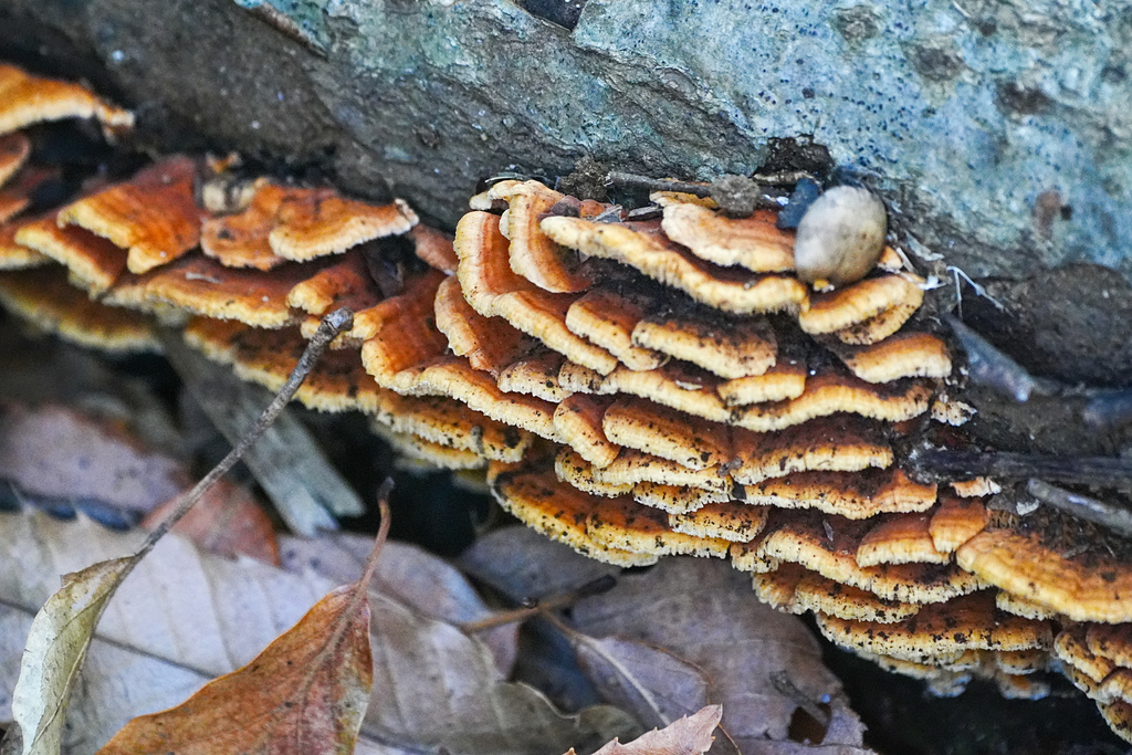 Irpex consors · December 2025 · photo: © tbc_watanabe (iNaturalist, cc-by-sa)