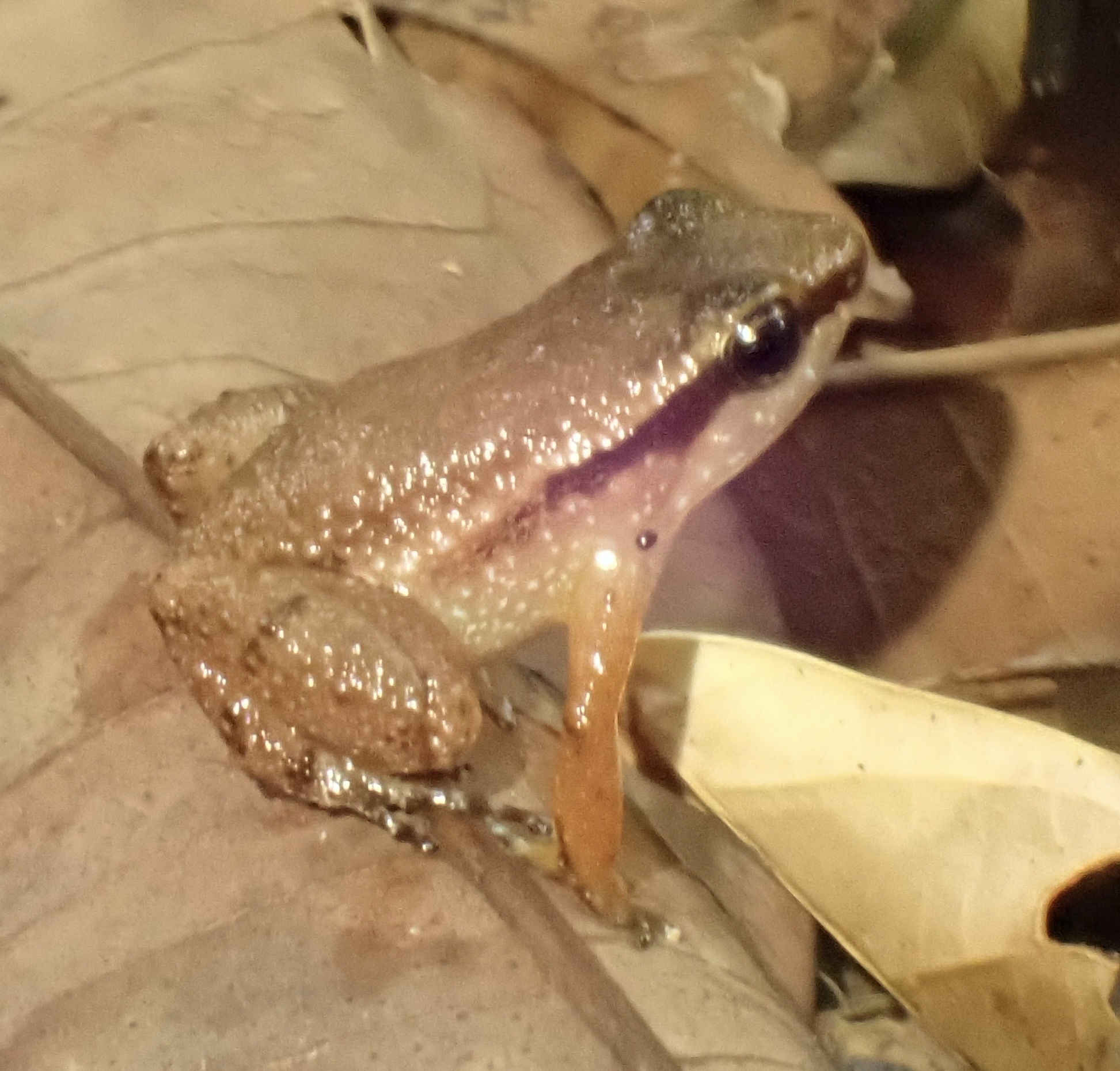 Anomaloglossus stepheni (Martins, 1989)