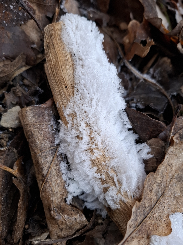 Exidiopsis effusa · December 2025 · photo: © caracalshan (iNaturalist, cc-by)