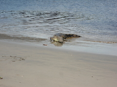 Crocodylus acutus