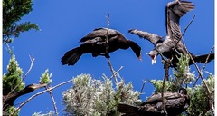 Nannopterum brasilianum