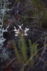 Pelargonium rapaceum