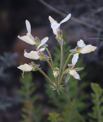 Pelargonium rapaceum