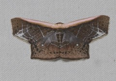 Tessarotis rubrata
