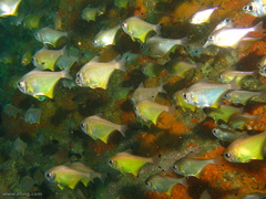 Pempheris affinis