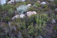 Cheilanthes contracta