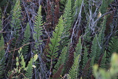 Cheilanthes contracta