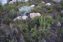 Cheilanthes contracta