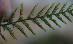 Cheilanthes contracta