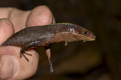 Pholidobolus vertebralis