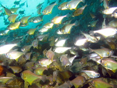 Pempheris affinis