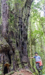 Saxegothaea conspicua