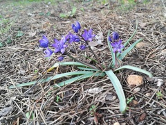 Scilla odorata