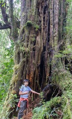 Saxegothaea conspicua