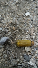 Hiperantha stigmaticollis