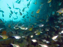 Pempheris affinis