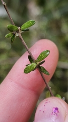 Coprosma obconica