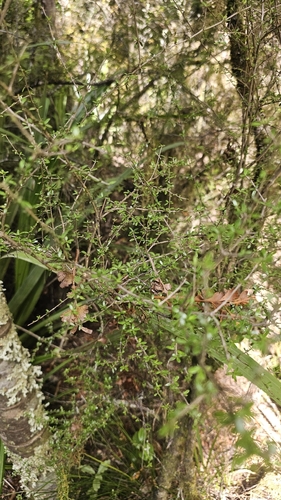 Coprosma obconica, photograph 2