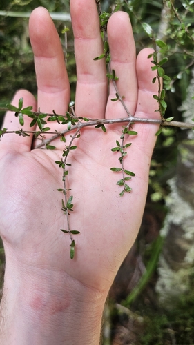Coprosma obconica, photograph 3