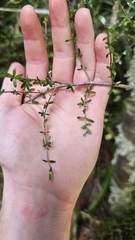 author not stated, no rights reserved Coprosma obconica, photograph author not stated, no rights reserved