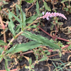 Persicaria limbata