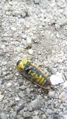 Hiperantha stigmaticollis