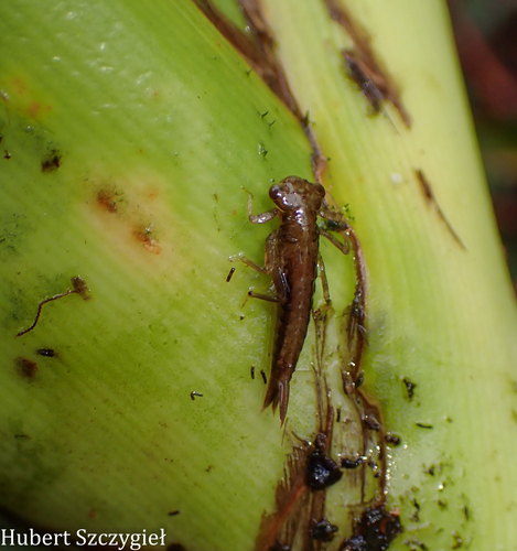 Megalagrion koelense observed 2025-12-27