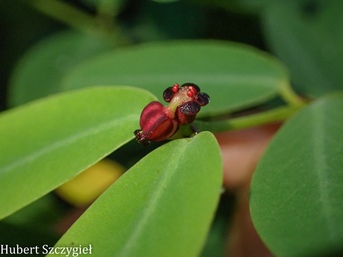 Euphorbia multiformis observed 2025-12-26