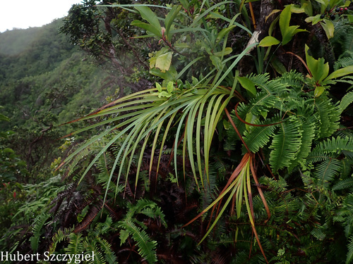 Machaerina mariscoides observed 2025-12-26