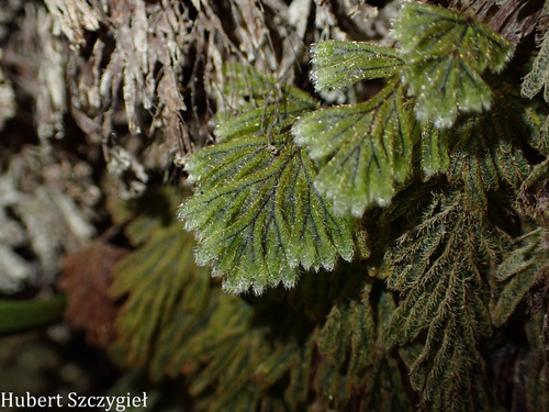 Hymenophyllum obtusum observed 2025-12-26