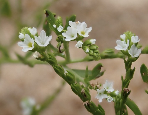 Euploca filiformis (Euploca filiformis)