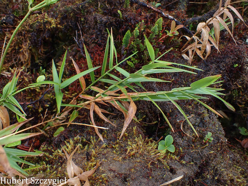 Isachne distichophylla observed 2025-12-26