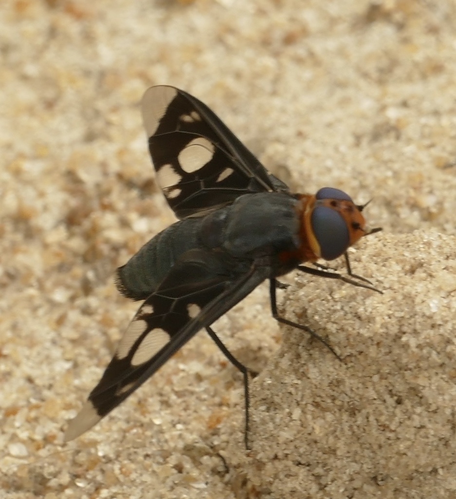 Hyperalonia surinamensis