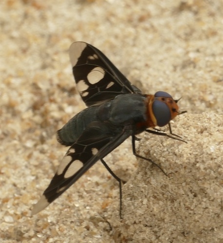 Hyperalonia surinamensis