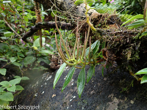 Peperomia oahuensis observed 2025-12-26
