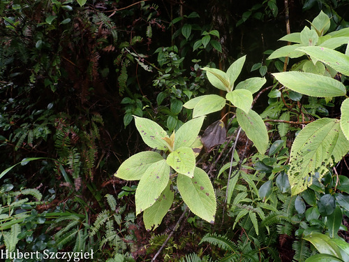 Boehmeria grandis observed 2025-12-26