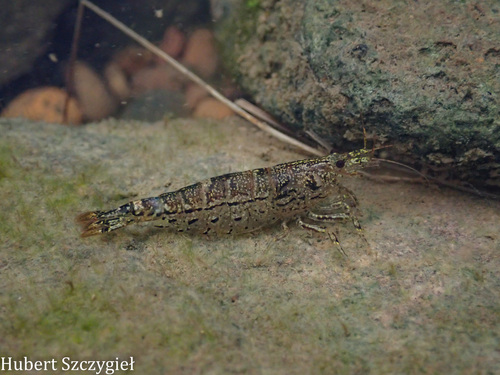Atyoida bisulcata observed 2025-12-27