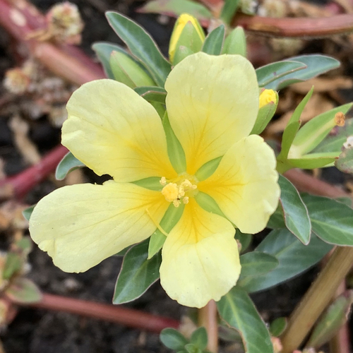 Ludwigia adscendens image