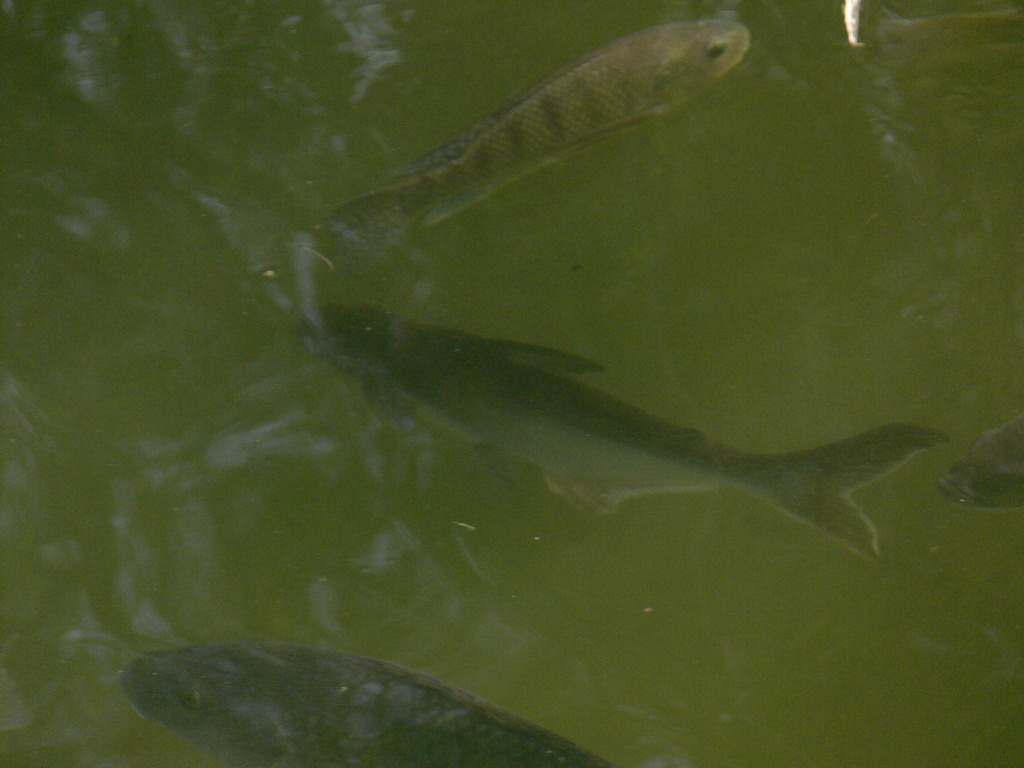 Giant pangasius (Pangasius sanitwongsei) — Pangasiidae