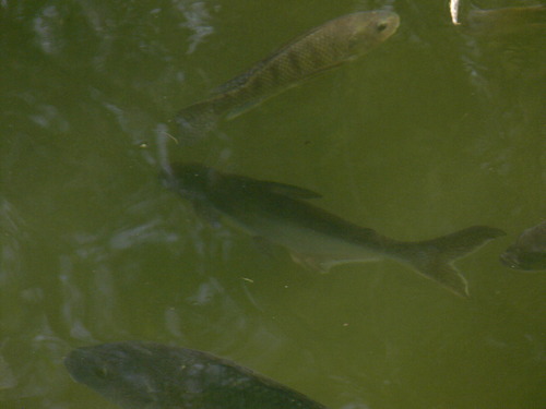 Giant pangasius (Pangasius sanitwongsei) — Pangasiidae