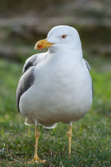 Larus michahellis