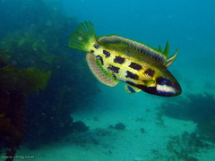 Heteroscarus acroptilus