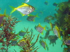 Schuettea scalaripinnis