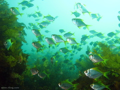 Schuettea scalaripinnis