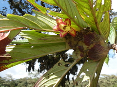 Columnea medicinalis