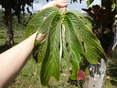 Columnea medicinalis